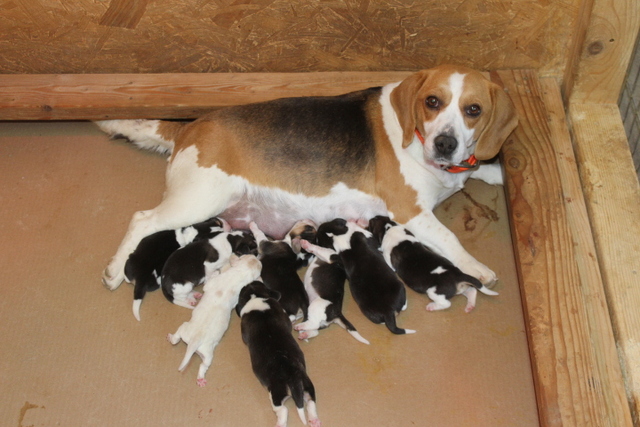 White and black discount beagle